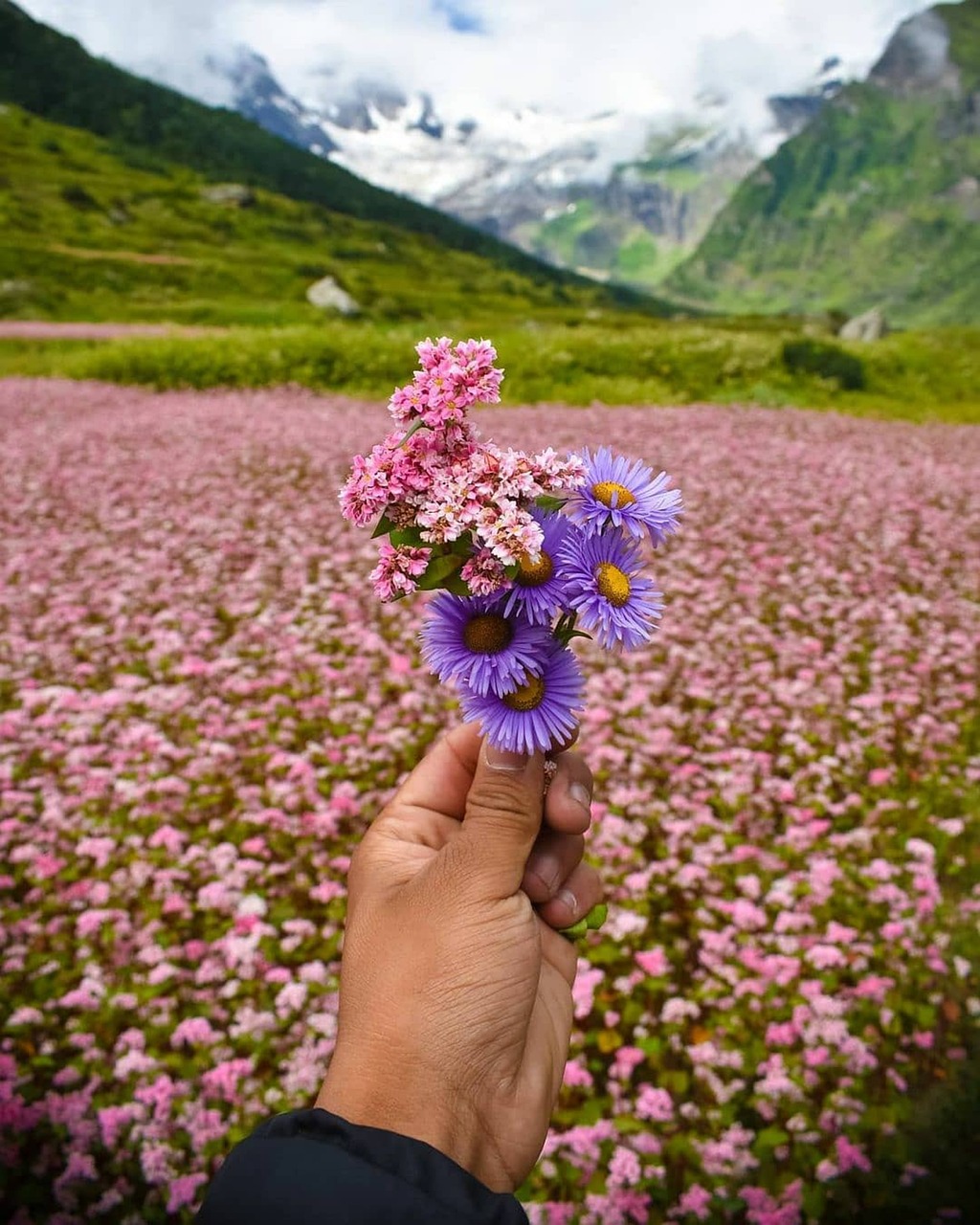 mountains, snow, flowers, valley, swiss alps, alpine, summit, matterhorn, zermatt, gornergrat, valais, switzerland, nature, himalyas, meadow, purple flowers, snow mountains, peak, mountain landscape, landscape, fields