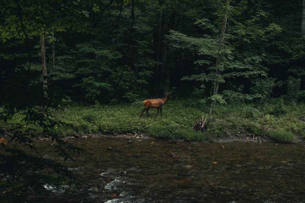 A lone elk stands gracefully by a lush forest stream in Gatlinburg, showcasing natural beauty.