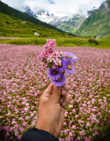 mountains, snow, flowers, valley, swiss alps, alpine, summit, matterhorn, zermatt, gornergrat, valais, switzerland, nature, himalyas, meadow, purple flowers, snow mountains, peak, mountain landscape, landscape, fields