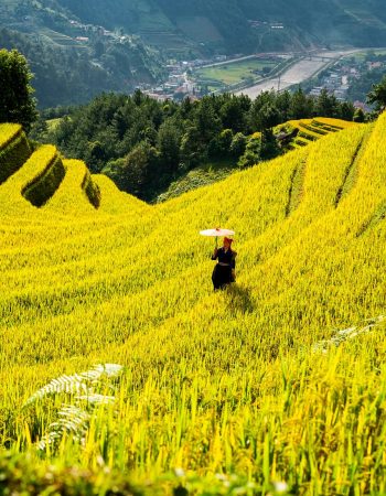 mountains, plateau, step, field, people, nature, rice, countryside, outdoors, agriculture