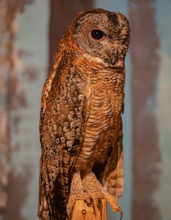 Captivating close-up of a majestic owl perched on a wooden post, showcasing detailed feather patterns.